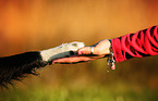 Border Collie gives paw