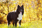 standing Border Collie