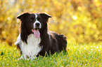 lying Border Collie