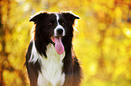 Border Collie Portrait
