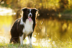 standing Border Collie