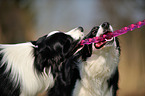 2 Border Collies