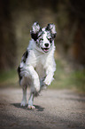 running Border Collie