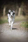 running Border Collie