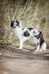 standing Border Collie