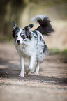 walking Border Collie