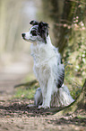 sitting Border Collie