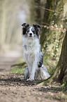 sitting Border Collie