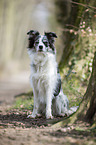 sitting Border Collie