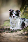 lying Border Collie