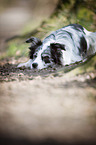 lying Border Collie