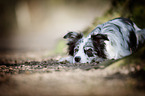 lying Border Collie