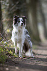 standing Border Collie