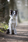 sitting Border Collie