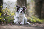 lying Border Collie