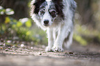 Border Collie Portrait