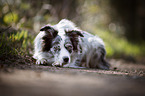 lying Border Collie