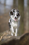 walking Border Collie