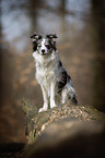 sitting Border Collie