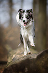 running Border Collie