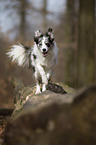 running Border Collie