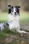 lying Border Collie