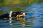 swimming Border Collie