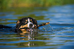 playing Border Collie