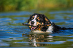 playing Border Collie