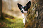 Border Collie Portrait