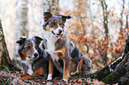 2 Border Collies