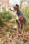 sitting Border Collie