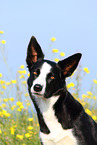 Border Collie Portrait