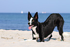Border Collie shows trick