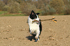 playing Border Collie