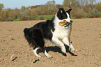 playing Border Collie