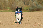 playing Border Collie