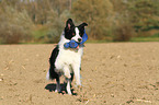 playing Border Collie