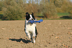 playing Border Collie