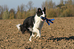 playing Border Collie