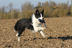 playing Border Collie