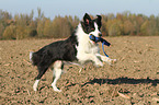 playing Border Collie