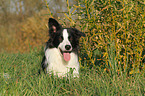 lying Border Collie