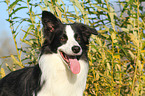 Border Collie Portrait