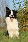 sitting Border Collie