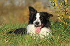 lying Border Collie