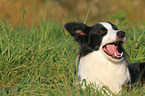 Border Collie eats grass