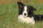 lying Border Collie