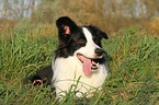 lying Border Collie