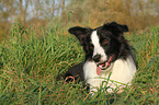 lying Border Collie